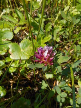 Imagem de Trifolium wormskioldii Lehm.