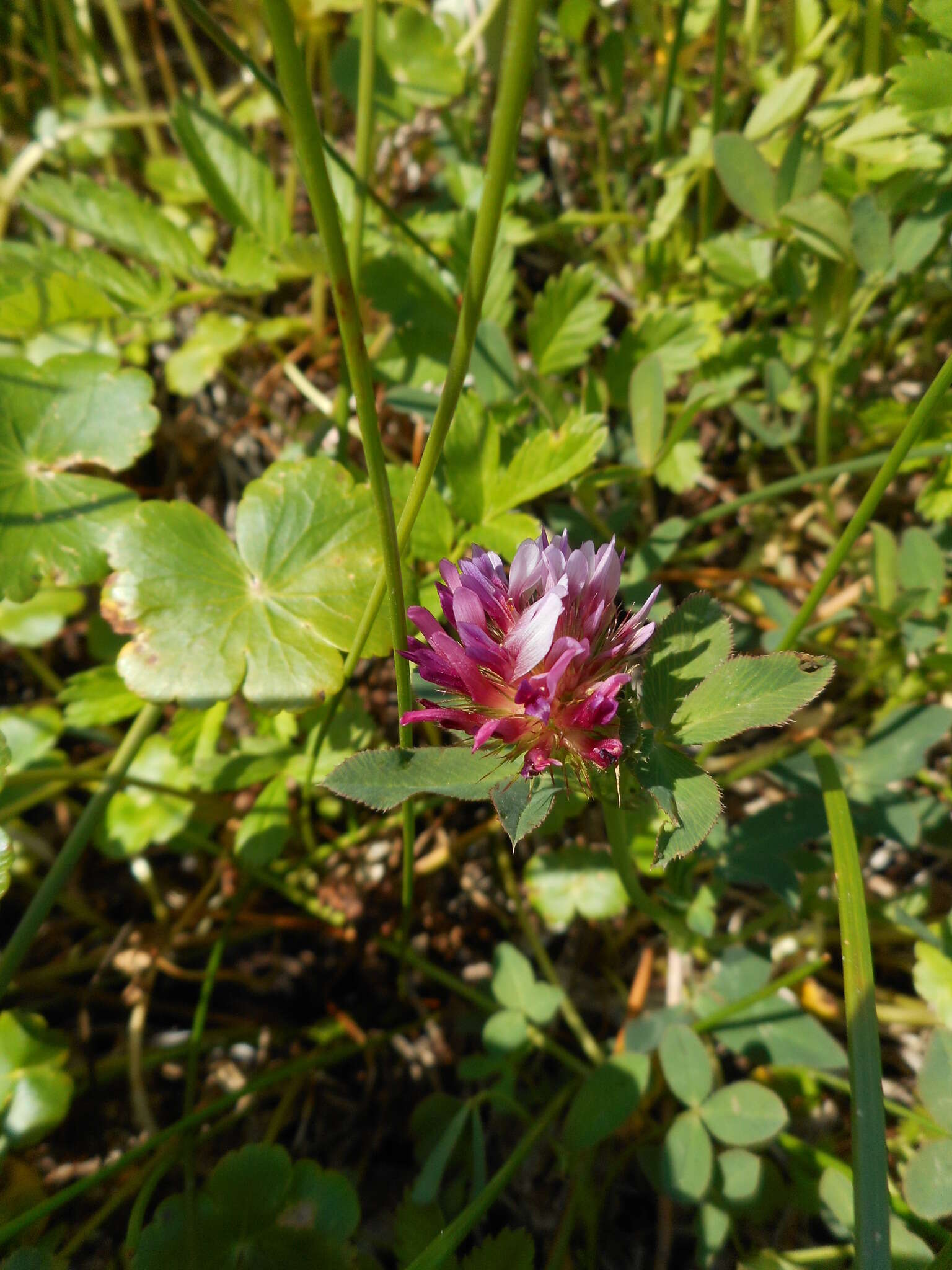 Imagem de Trifolium wormskioldii Lehm.