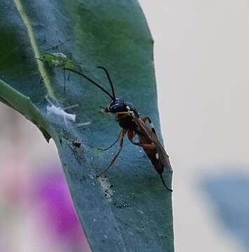 Image of Parasitoid wasp