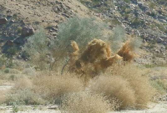 Image of chaparral dodder