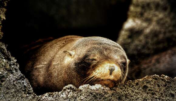 Image de Arctocéphale des Galapagos