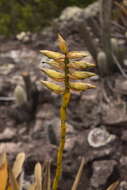 Image of Vriesea chapadensis Leme