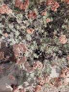 Image of Santa Cruz Island buckwheat