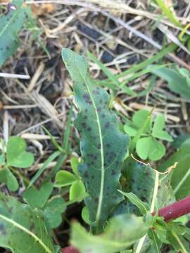 Image de Oenothera hexandra (Sesse & Moc. ex Ortega) W. L. Wagner & Hoch