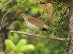 Image of Bicknell's thrush