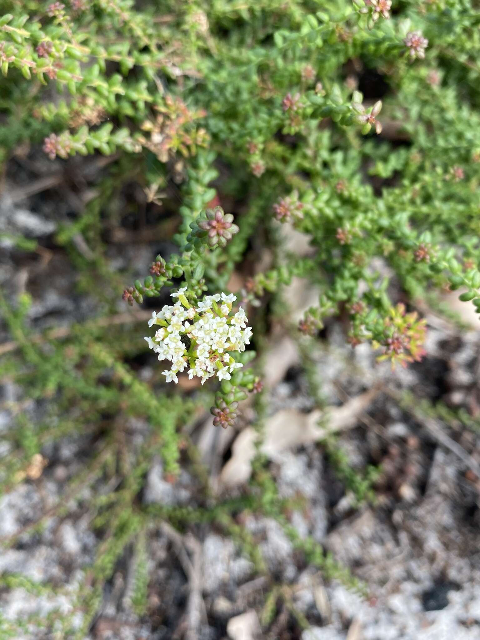 Platysace ericoides (Sieb. ex DC.) C. Norman resmi