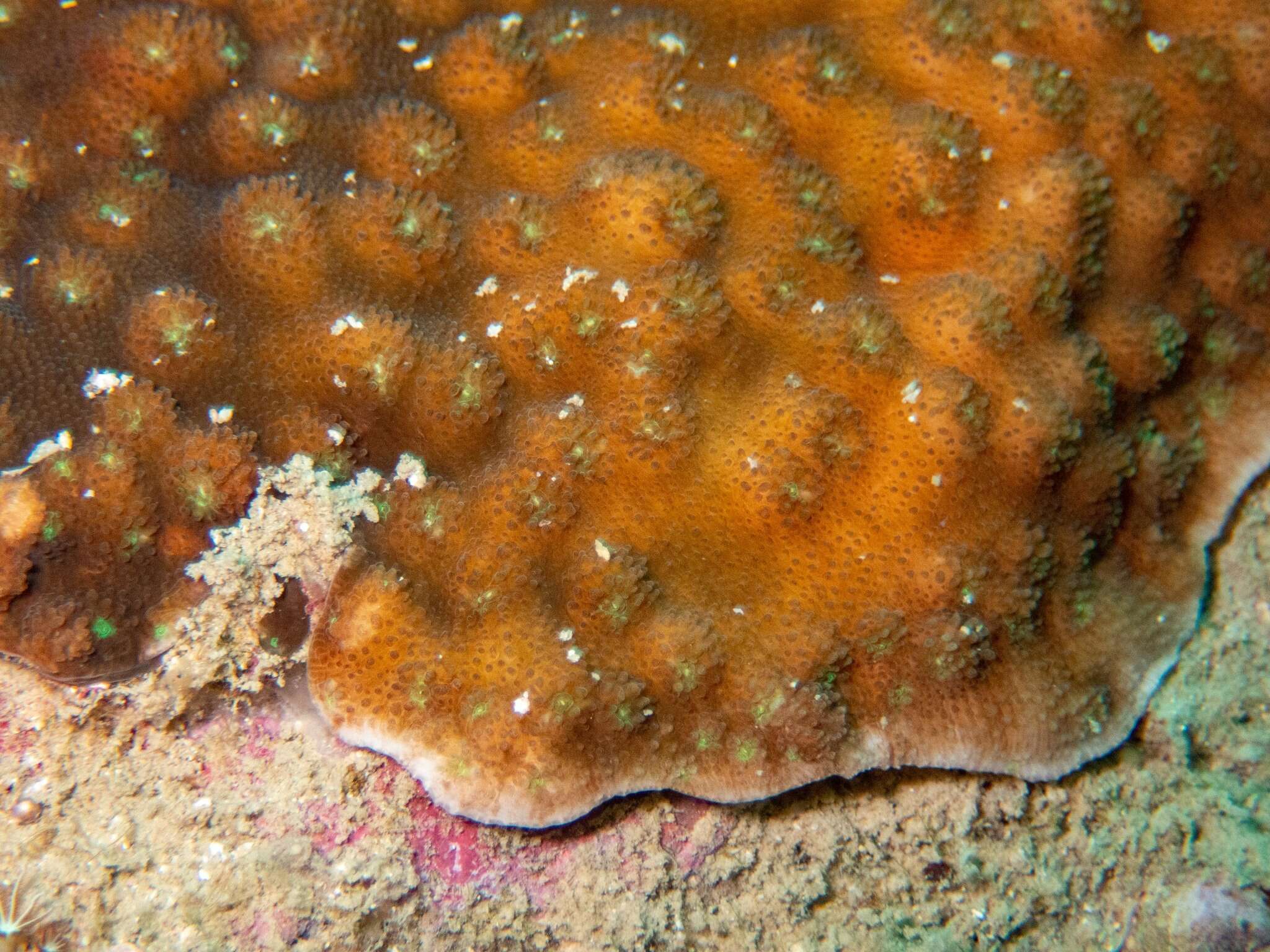 Image of Hedgehog Coral