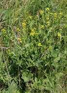 Image of perennial bastardcabbage