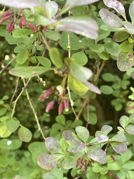 Image of barberry