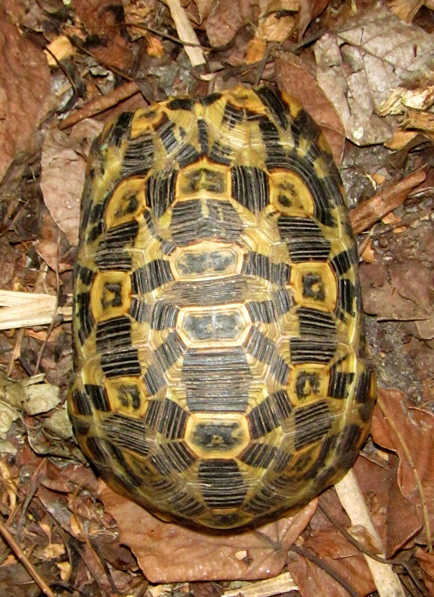 Image of Southeastern hinge-back tortoise