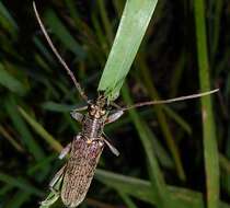 Image of lemon tree borer