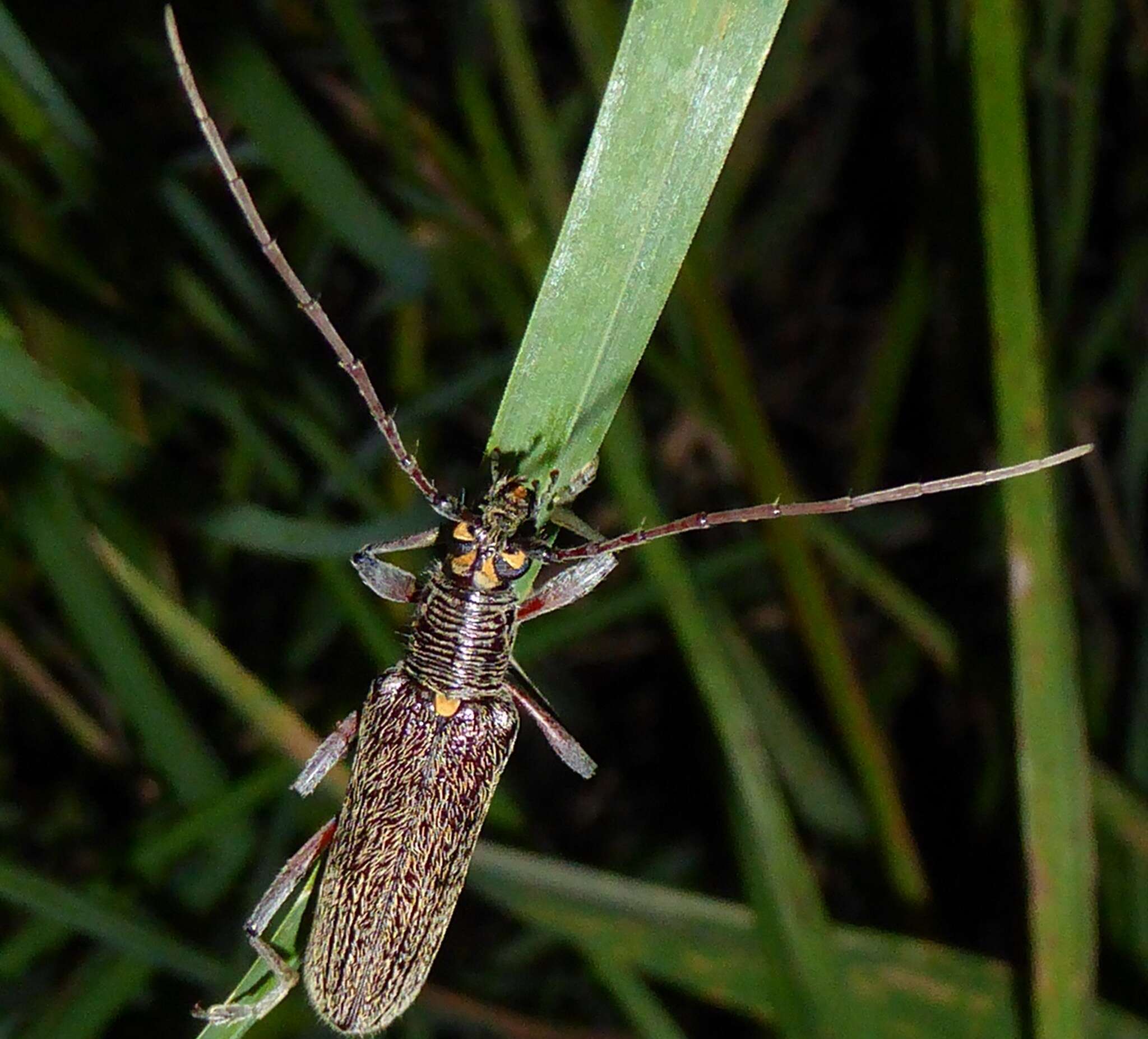 Image of lemon tree borer