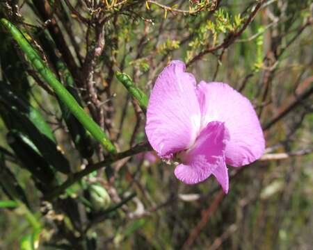 Imagem de <i>Podalyria oleifolia</i>