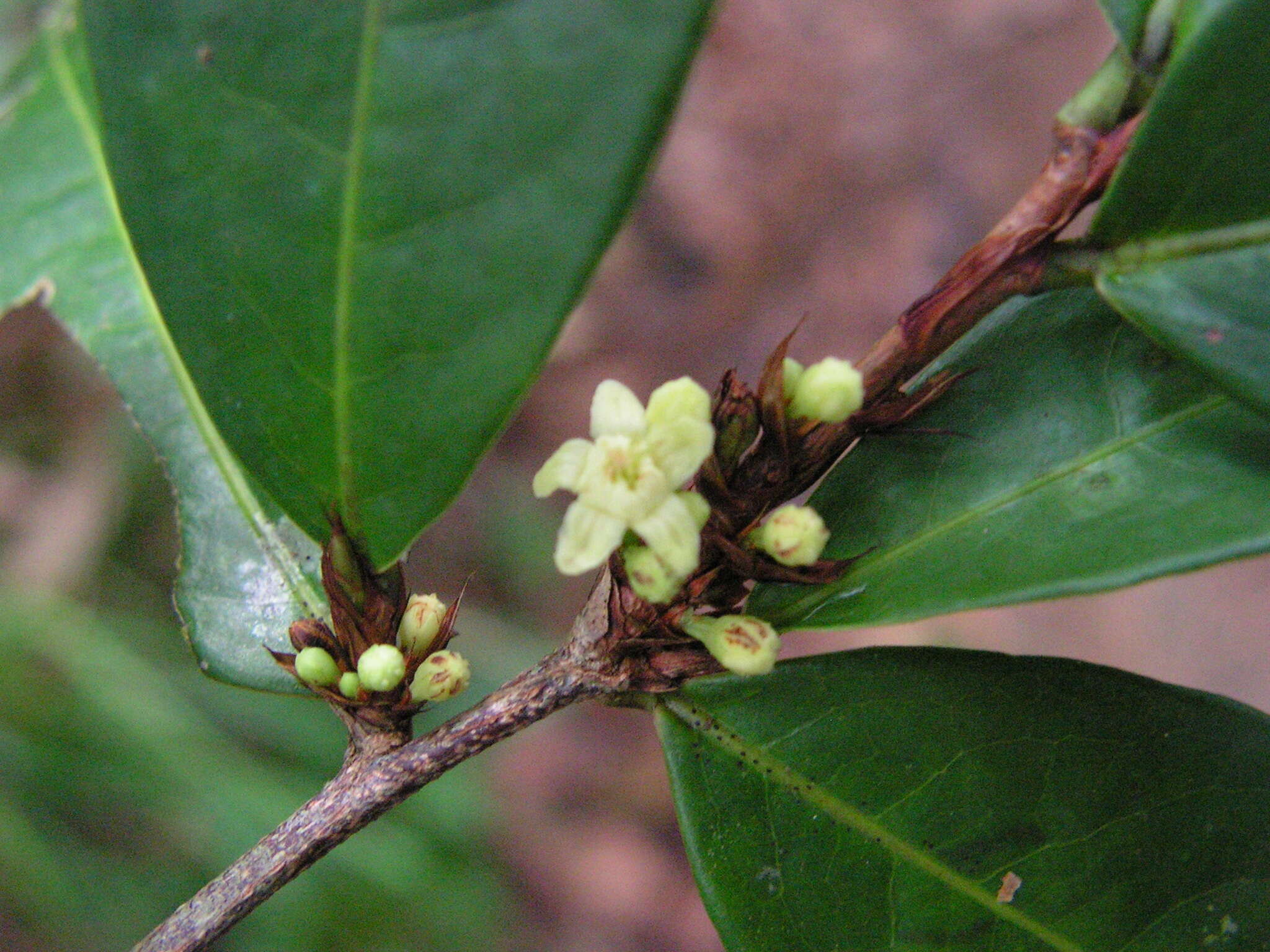 Image of Erythroxylum mucronatum Benth.