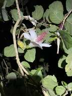 Image of white Kauai rosemallow