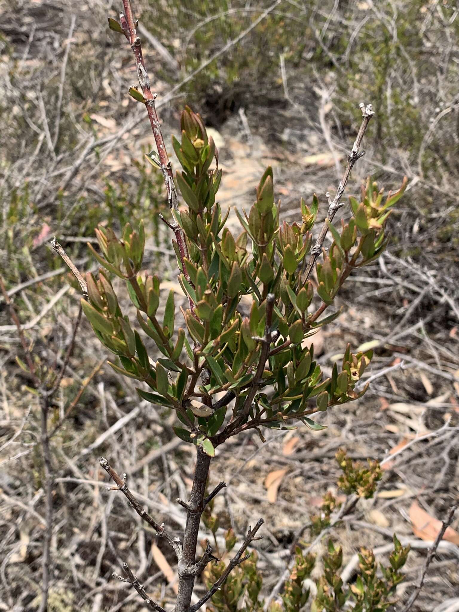 Prostanthera hindii B. J. Conn resmi