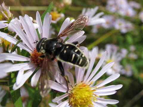 Image of Sericomyia militaris Walker 1849