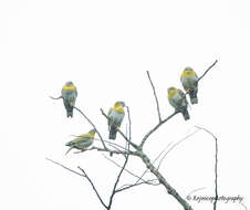 Image of Yellow-footed Green Pigeon