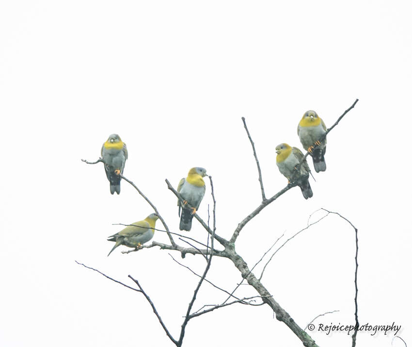 Image of Yellow-footed Green Pigeon