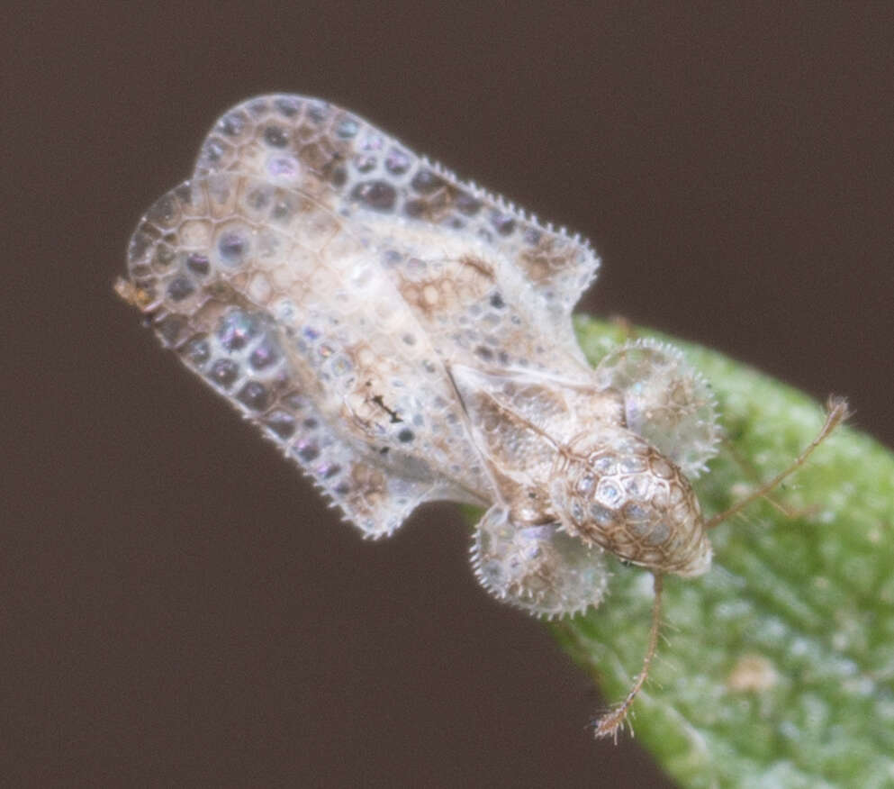 Image of Morrill lace bug