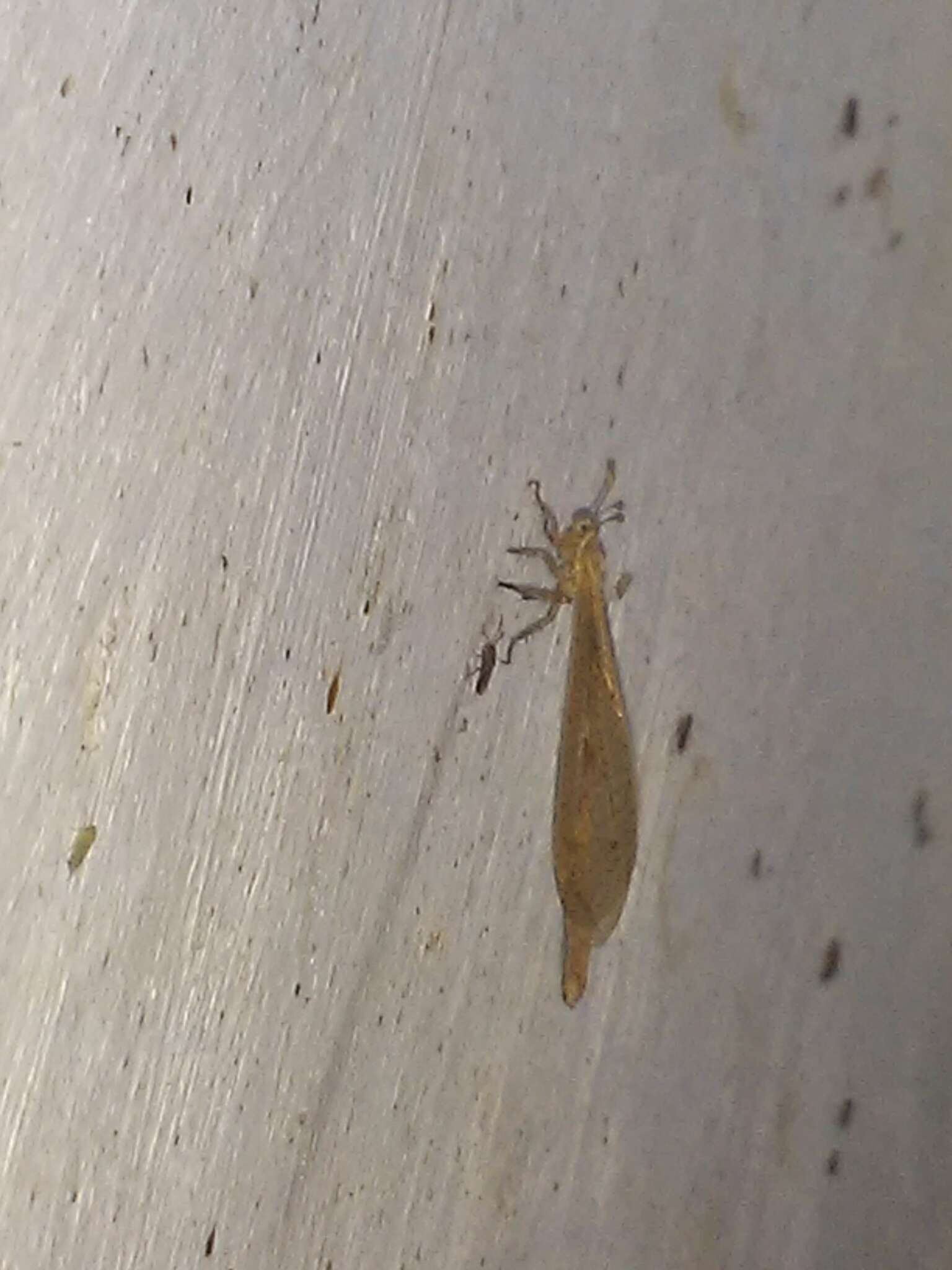 Слика од Ameromyia pubiventris (Walker 1860)