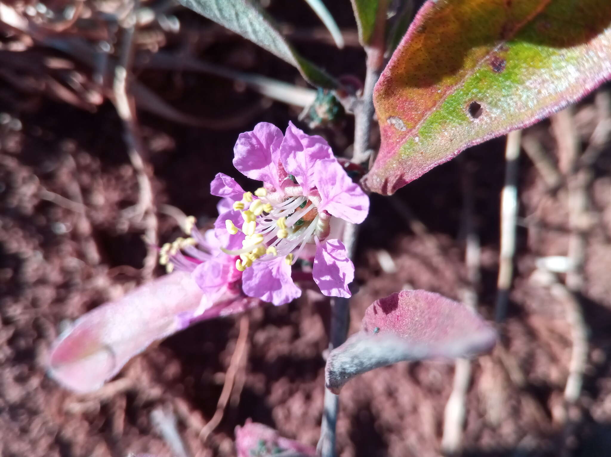 Koehneria madagascariensis (Baker) S. A. Graham, H. Tobe & P. Baas的圖片