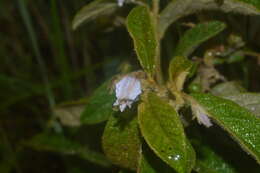 صورة Solanum subumbellatum Vell.