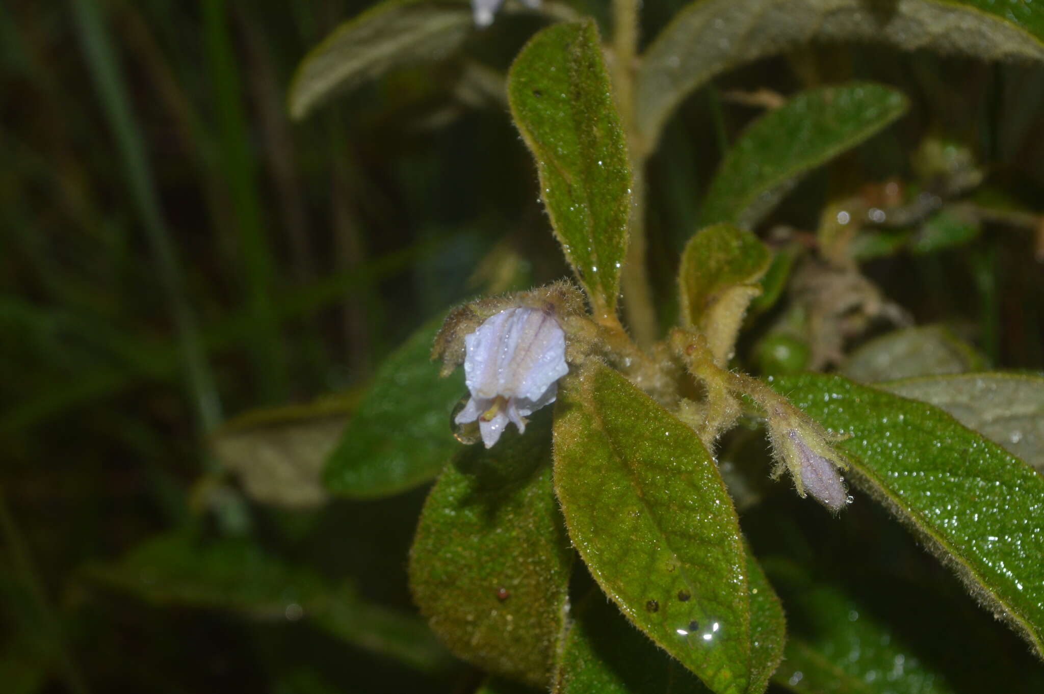 Image of Solanum subumbellatum Vell.