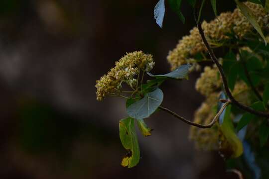 Image of Montanoa tomentosa subsp. xanthiifolia (Sch. Bip.) V. A. Funk