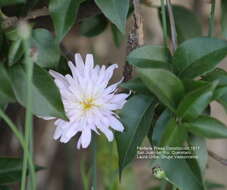 Image of white rocklettuce