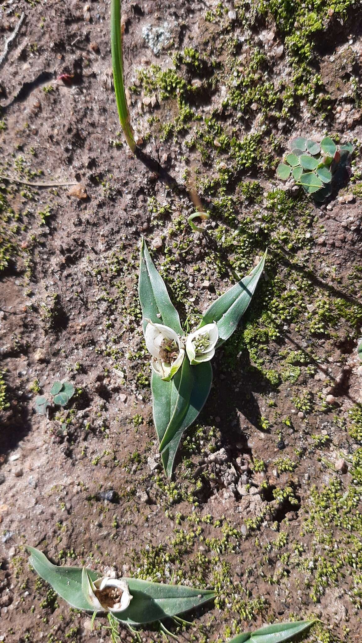 Image of Androcymbium capense (L.) Druce