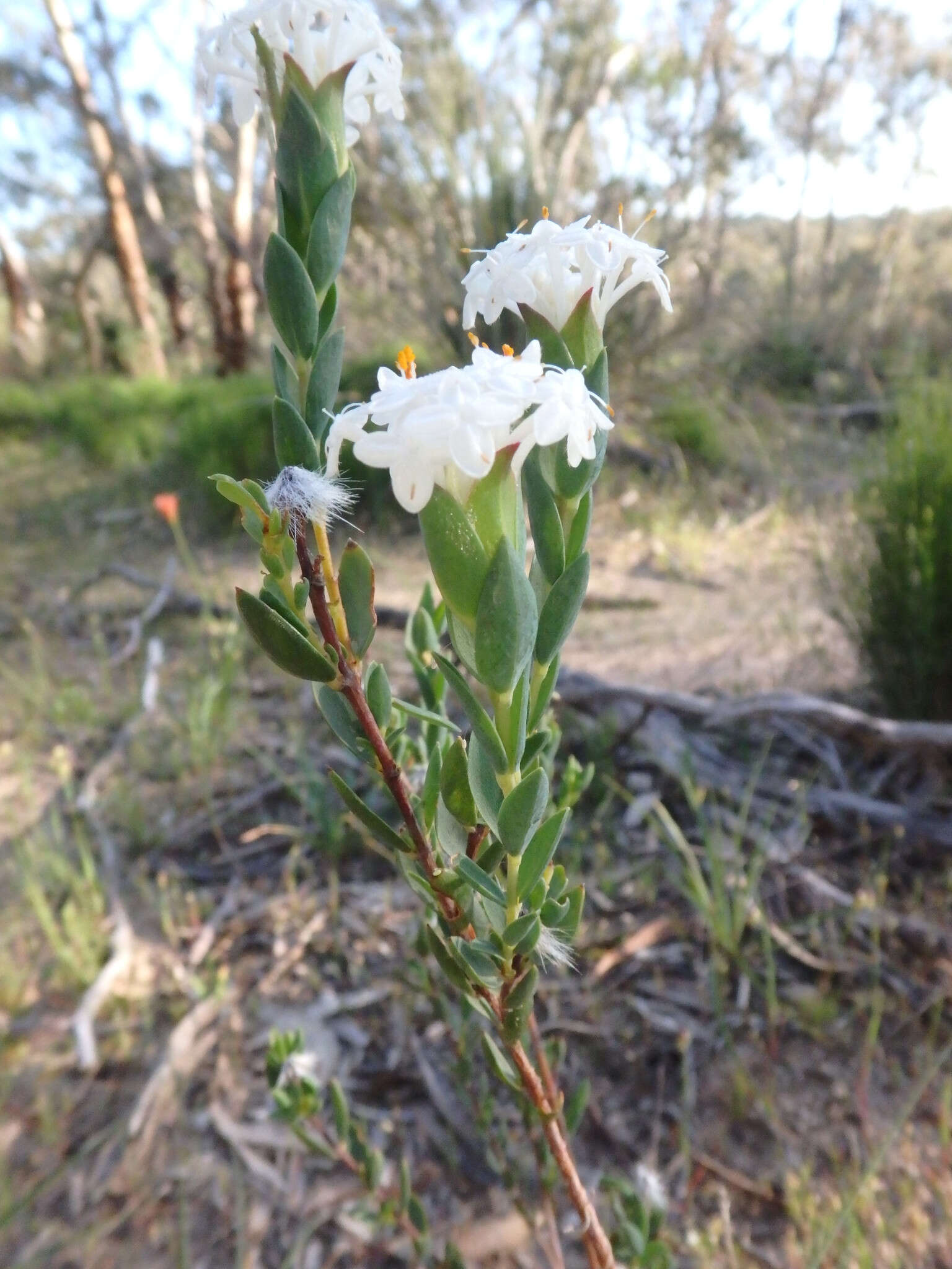 Image of Pimelea glauca R. Br.