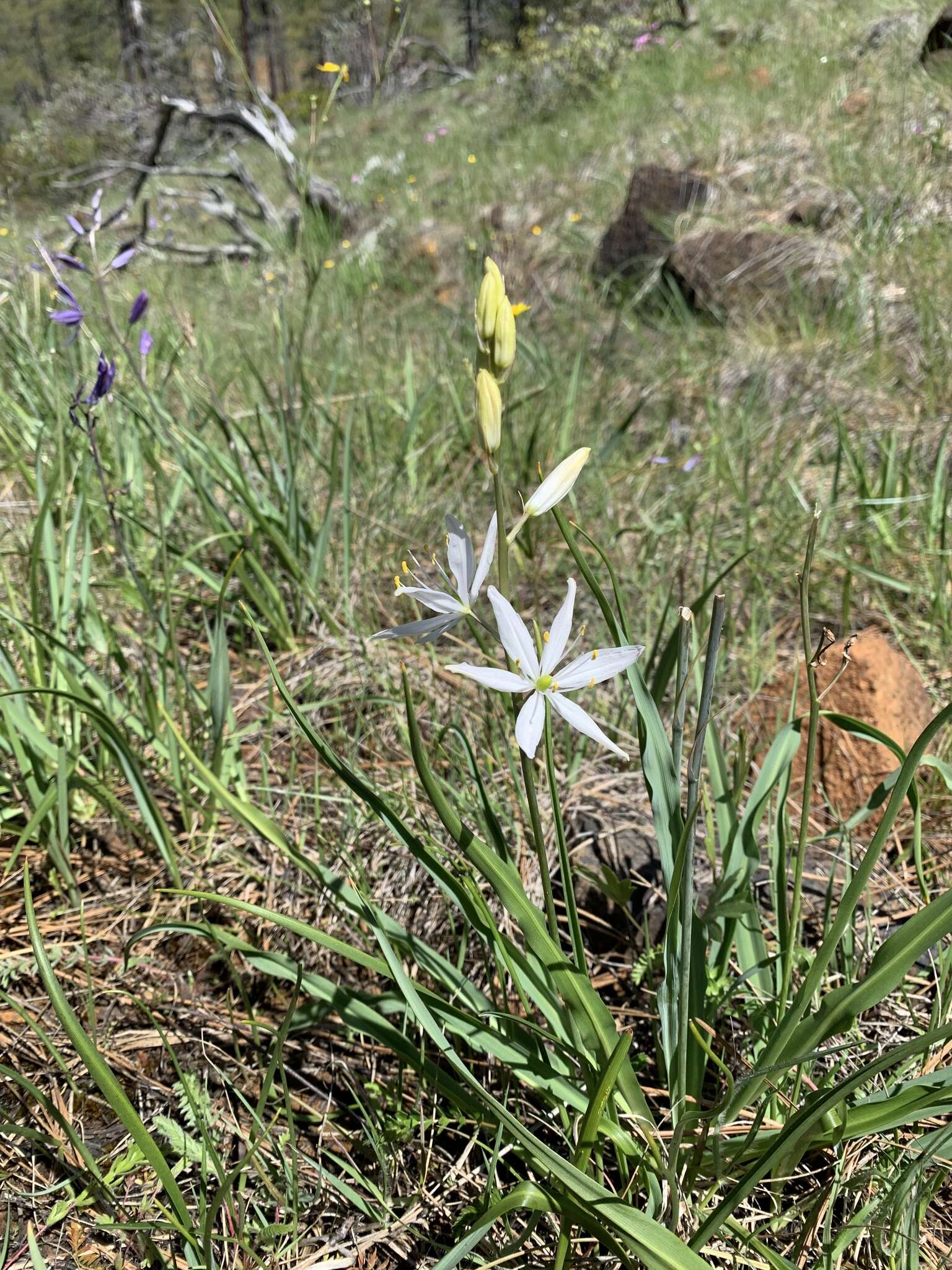 Image of large camas