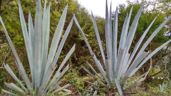 Image of Agave americana var. oaxacensis Gentry