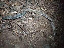 Image of Horseshoe Whip Snake