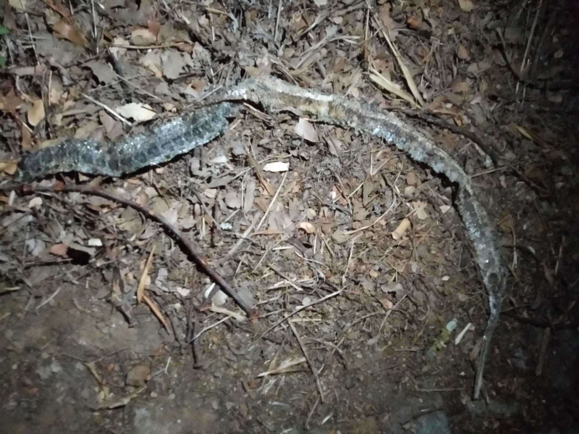 Image of Horseshoe Whip Snake