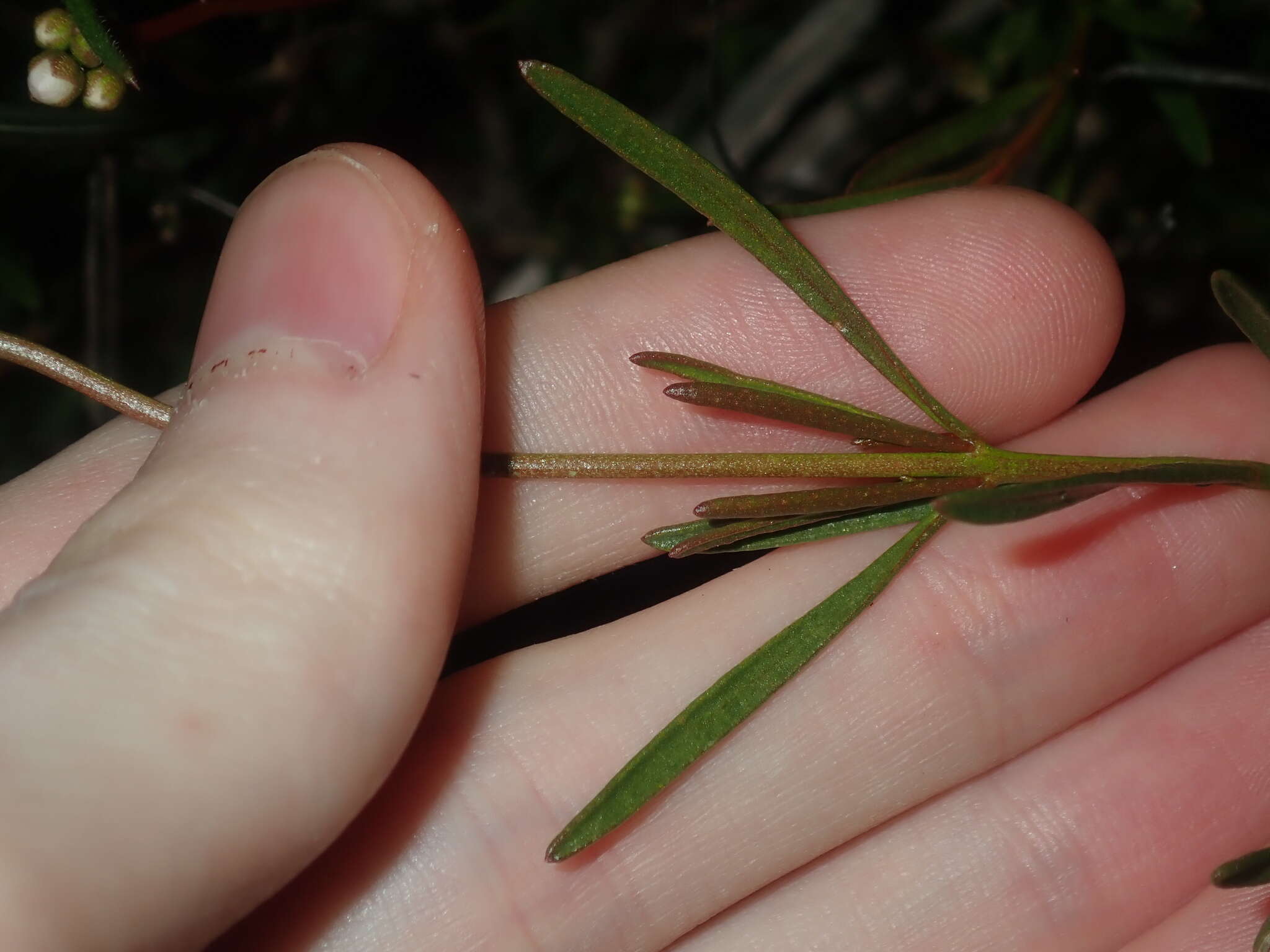 Image of Granite Boronia