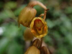 Image of Gastrodia gracilis Blume