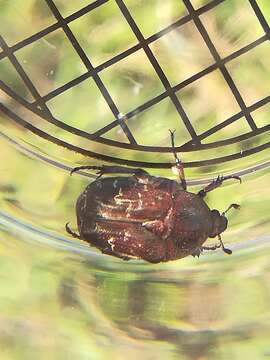 Image of Dark Flower Scarab