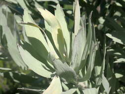 Image of Silver-leaf wheel pincushion