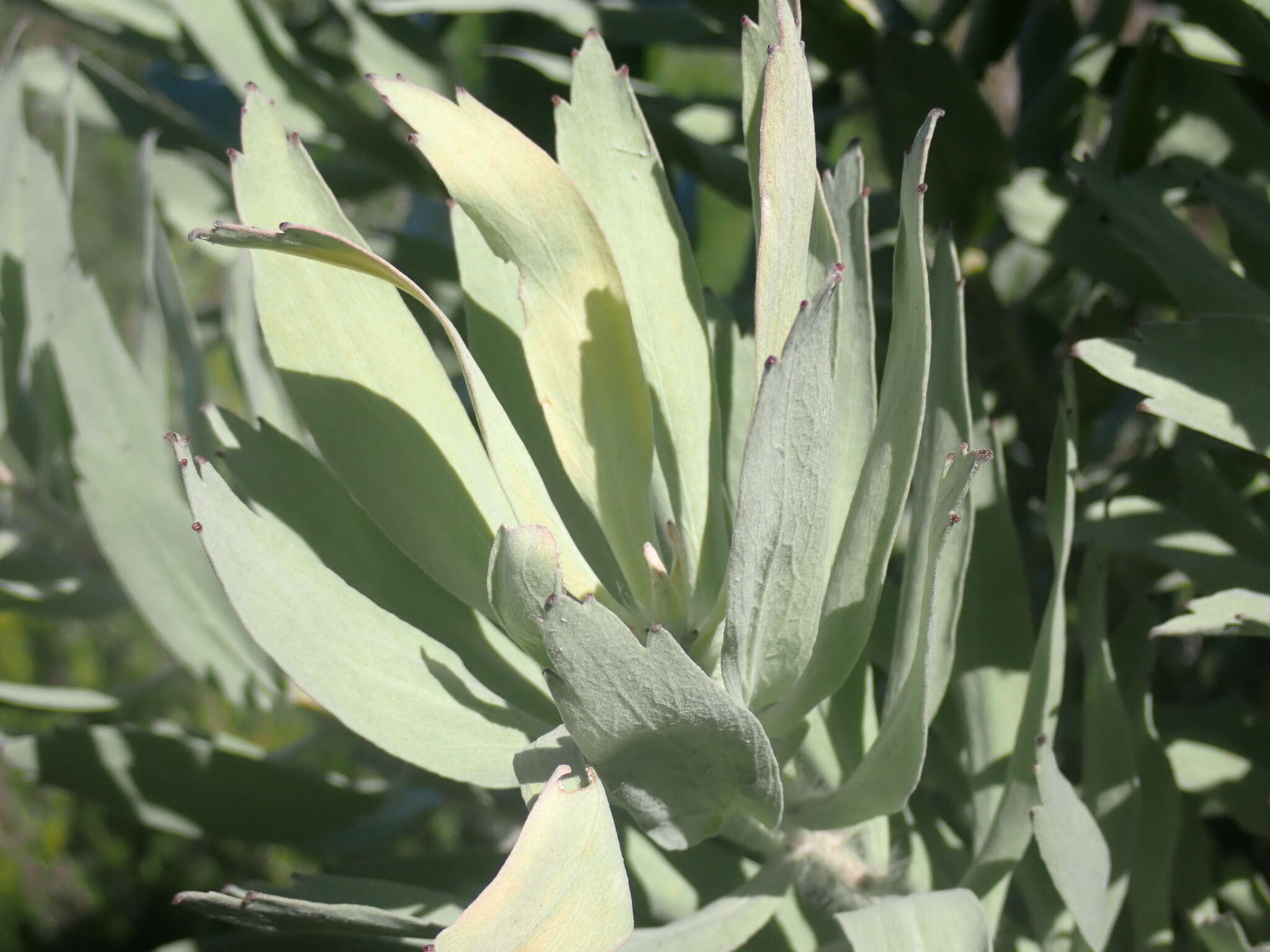 Image of Silver-leaf wheel pincushion