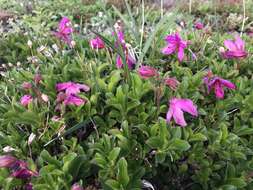 Imagem de Rhododendron camtschaticum Pall.