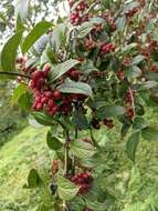 Image of Viburnum erubescens Wall.