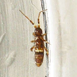 Image of hairy-back girdled springtail