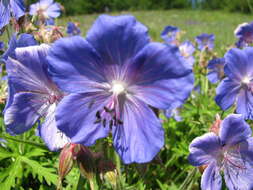 Imagem de Geranium sergievskajae