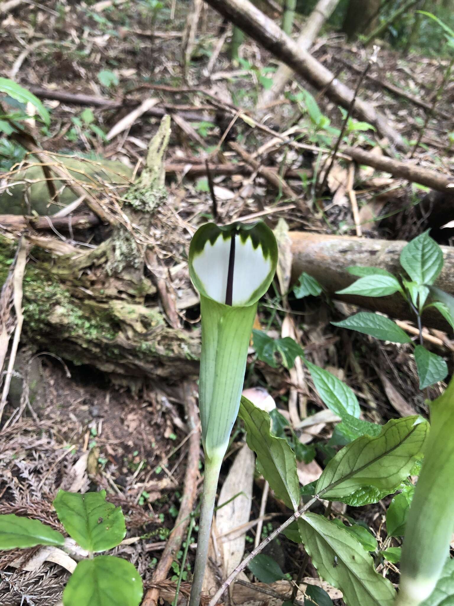 Image of Arisaema penicillatum N. E. Br.