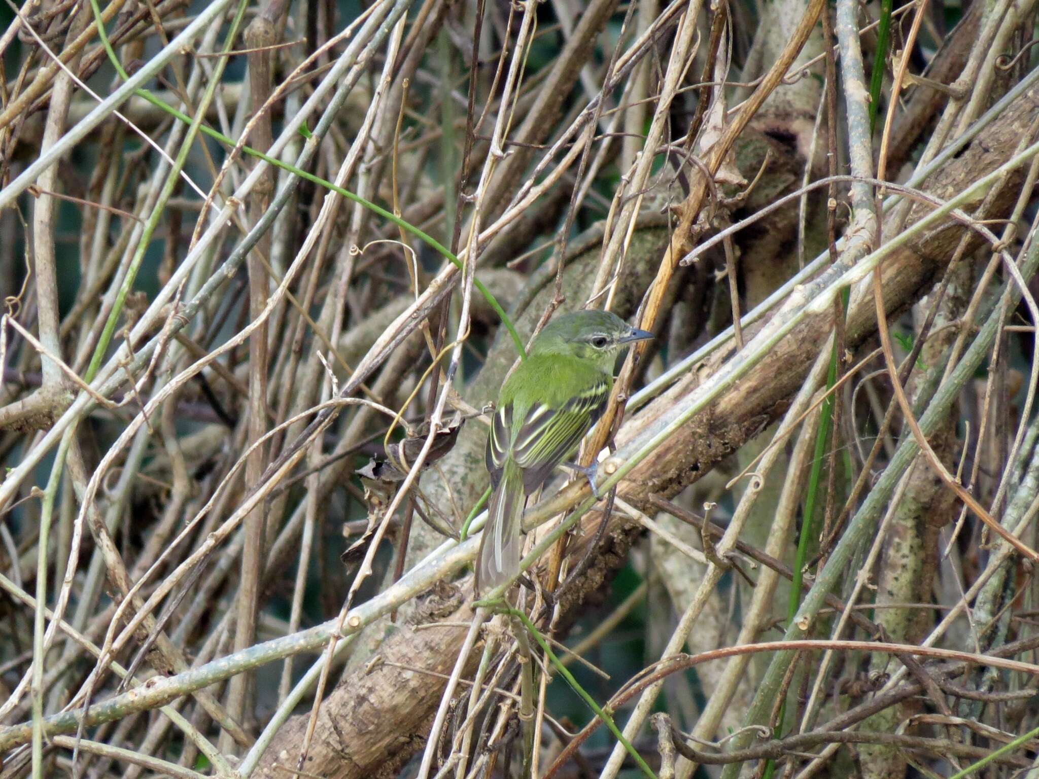 Image of Yellow-olive Flatbill