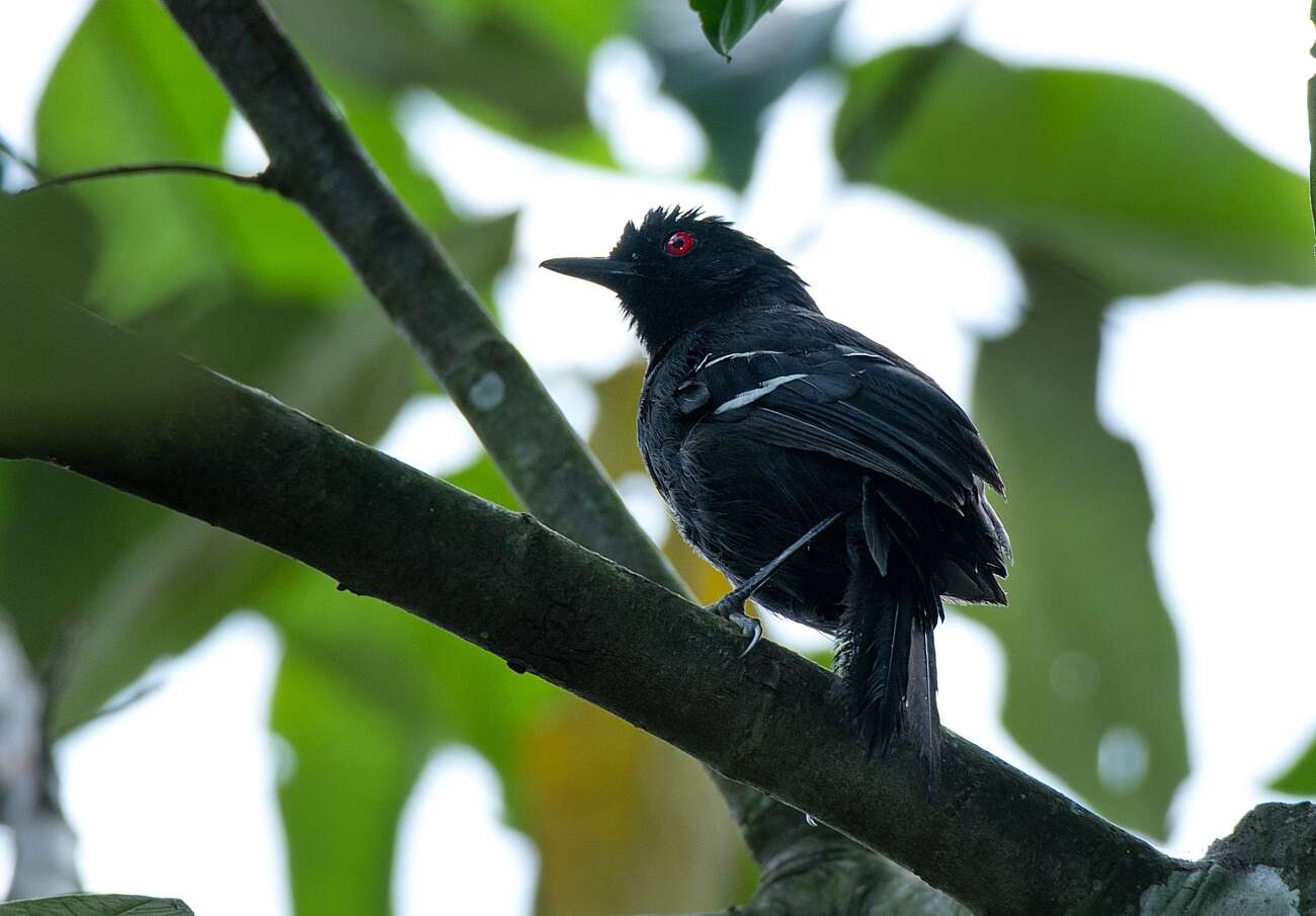 Image of White-shouldered Fire-eye