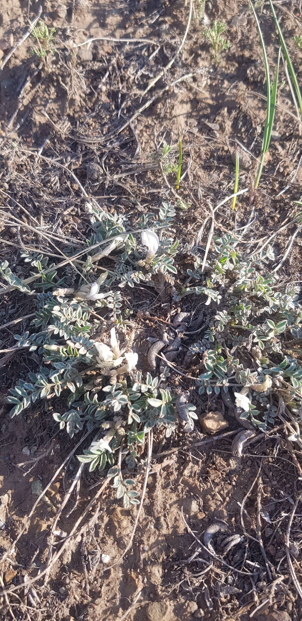 Image of Astragalus brevifolius Ledeb.