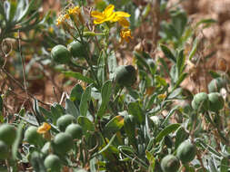 Image of Alyssoides cretica (L.) Medik.